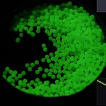 1000pcs/set Carp Fishing Lures Fishing Beads 5mm Plastic Floating Fishing Beads Luminous Carp Fishing Accessories